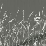 Blowing-Grasses-Storm